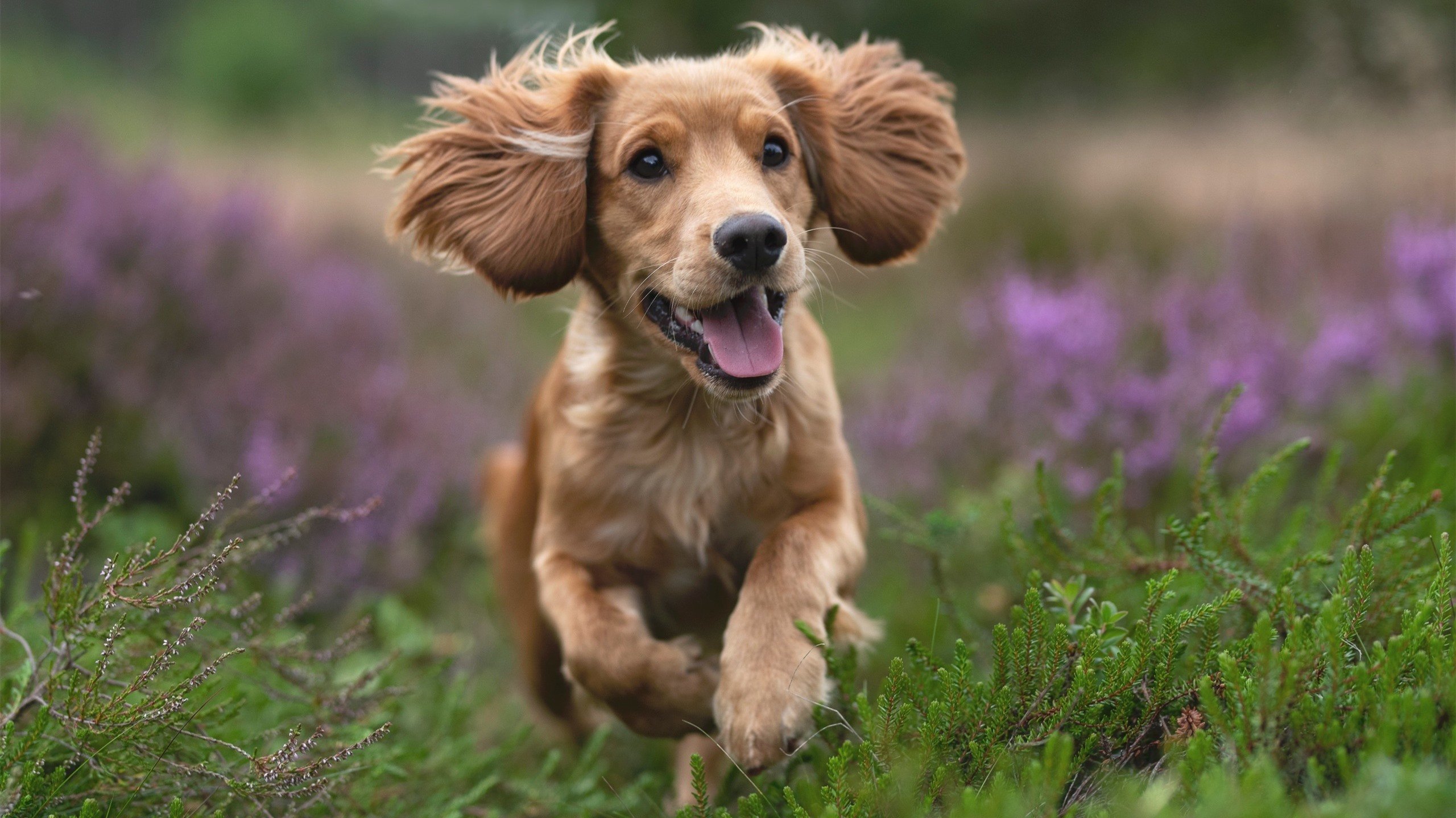 AI在F1中的应用：引领赛车行业未来，f1人工智能