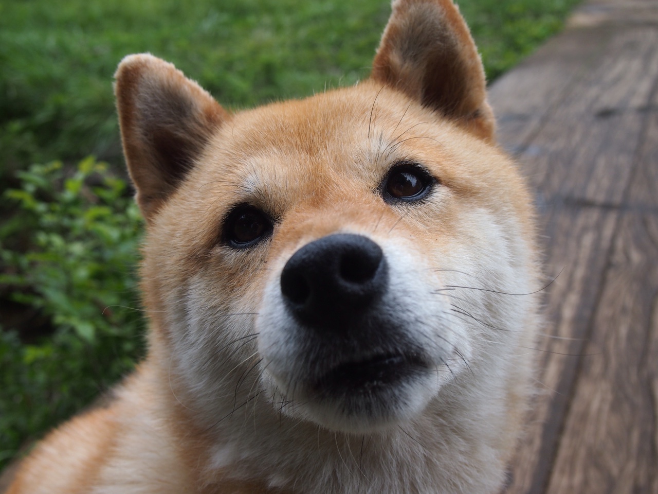 爱游戏体育官方网站-F1赛车的环保诉求和绿色未来，f1赛车设计