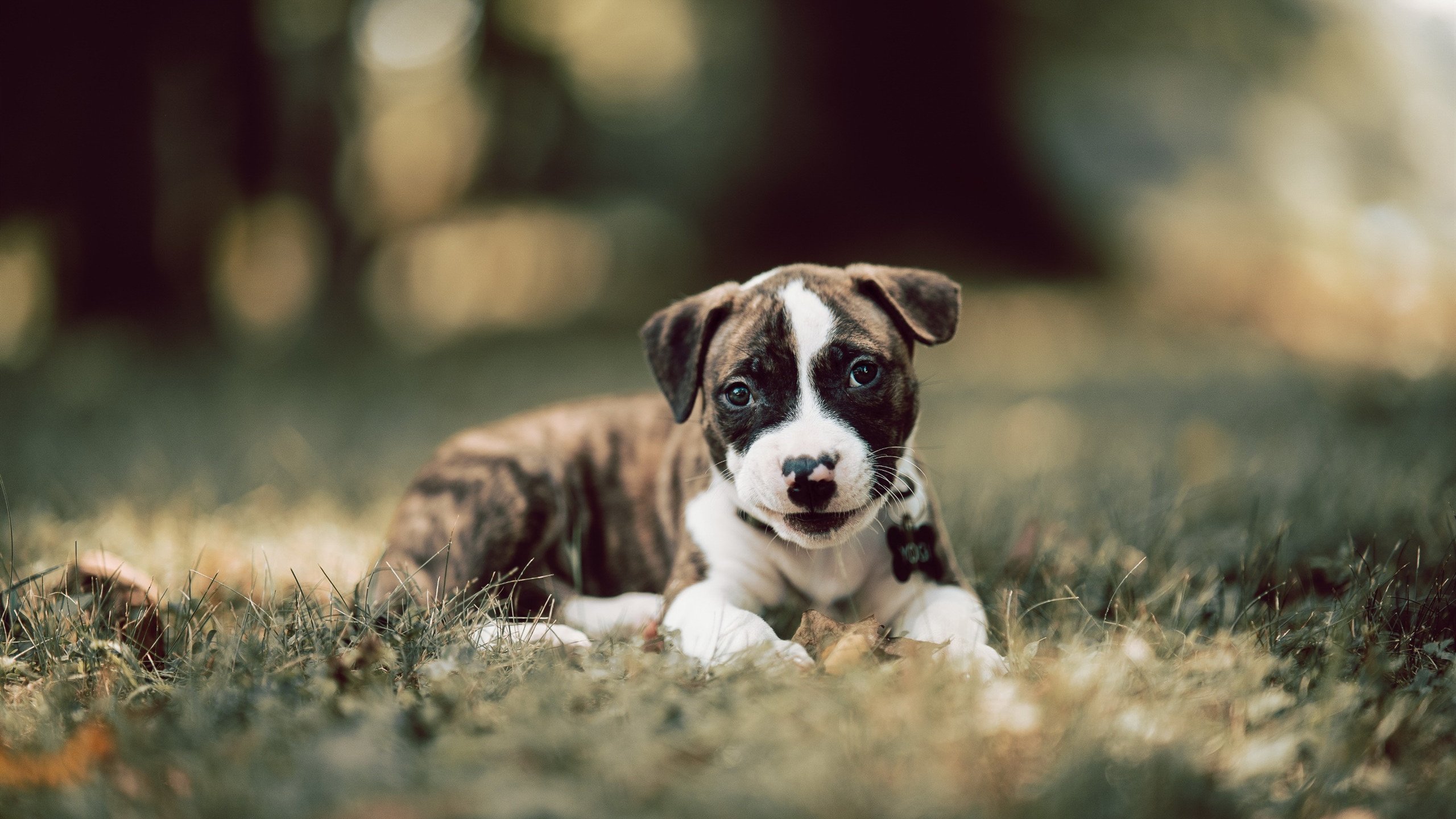 “中国足球投资持续增长，行业迎来黄金期”，中国足球投入了多少钱