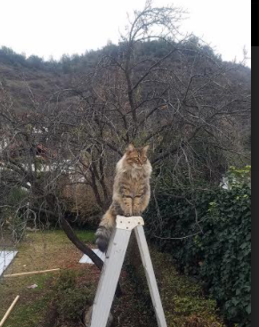 专家点评：专业视角，解读比赛，竞赛专家点评深入精彩纷呈